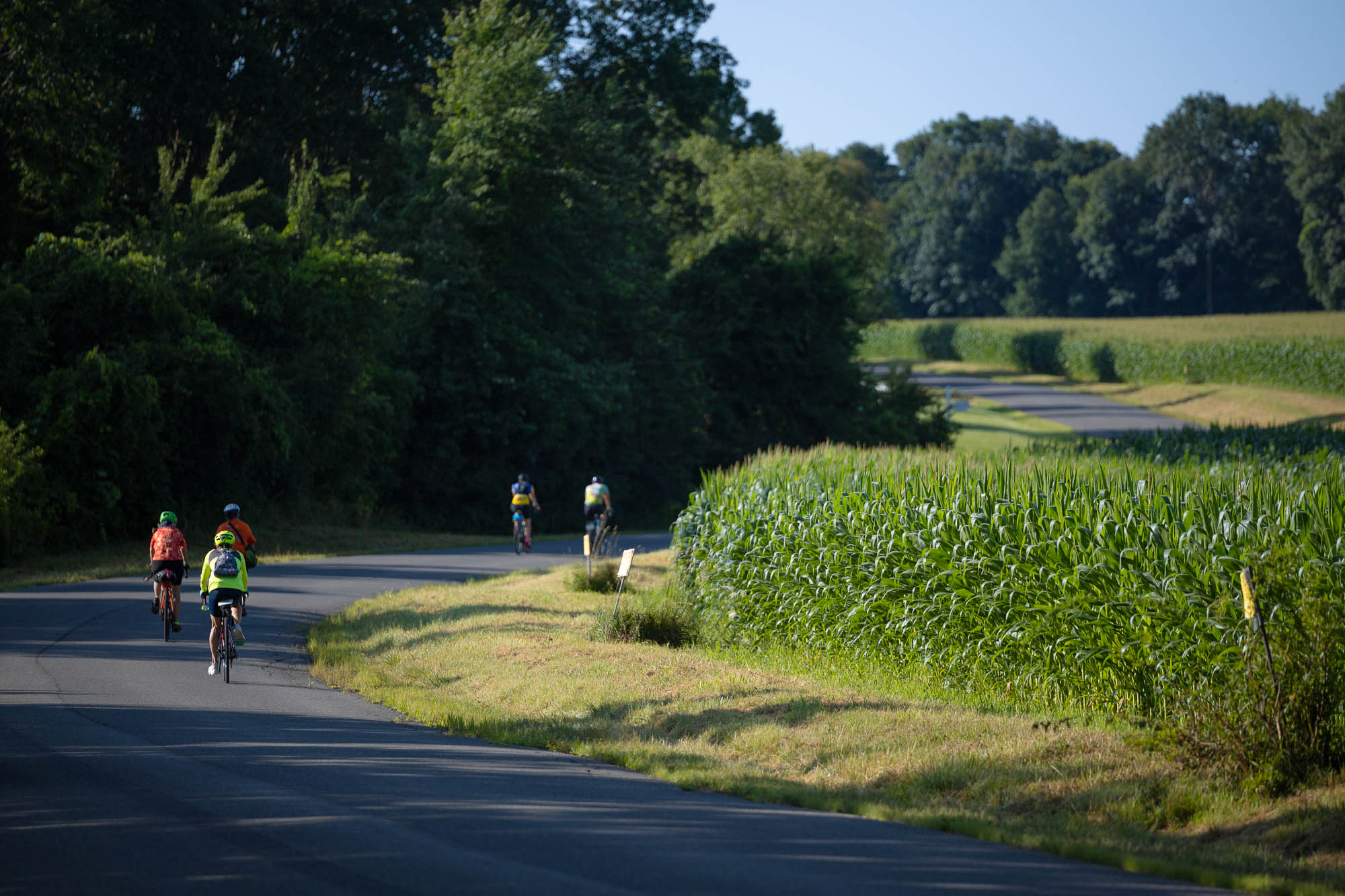 A group of cyclists follow along a curved road beside a field of corn.