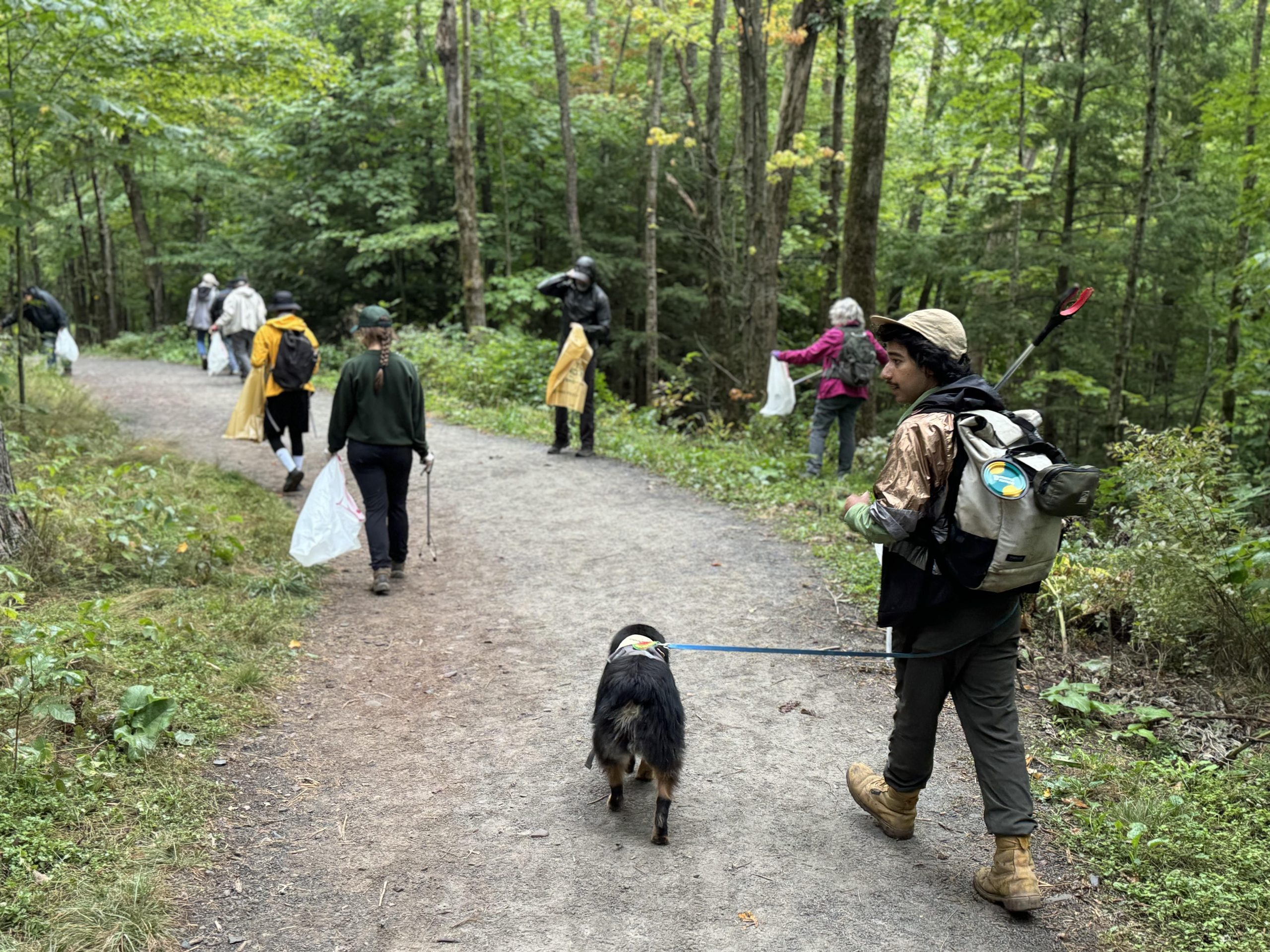 A group of volunteers and a leashed dog walk along a trail in the woods, picking up litter.
